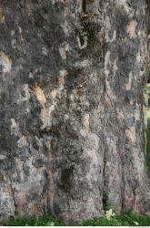 Photo Textures of Mixed Wood